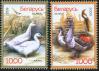 #BEL200909 - Belarus 2009 Birds 2v Stamps MNH Ducks Geese Mi#762-63   1.19 US$ - Click here to view the large size image.